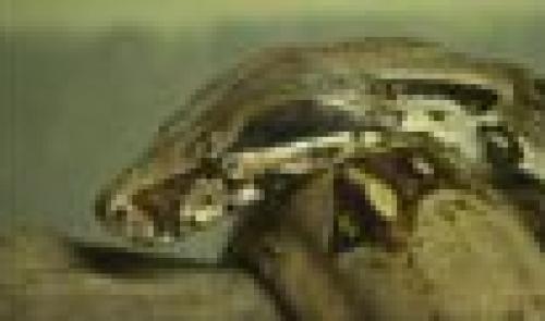 Il recueille les reptiles